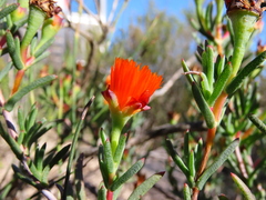 Lampranthus glaucoides