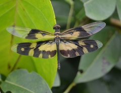 Rhyothemis variegata