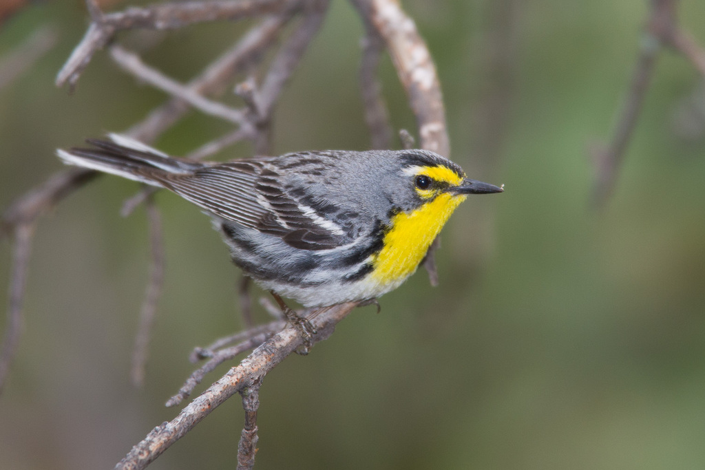 Chipe Cejas Amarillas (Chipes de México) · iNaturalist