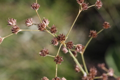 Juncus rugulosus