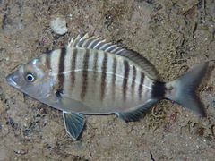 Diplodus puntazzo