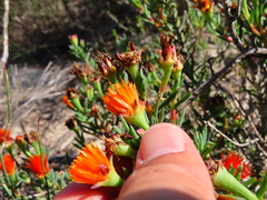 Lampranthus glaucoides