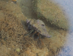 Clibanarius erythropus