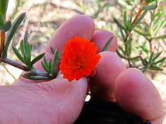 Lampranthus glaucoides