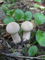 Lycoperdon excipuliforme