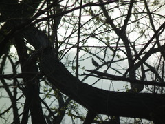 Turdus