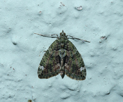 Chloroclysta siterata