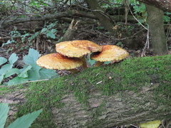 Pholiota