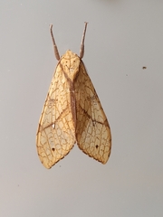Lophocampa
