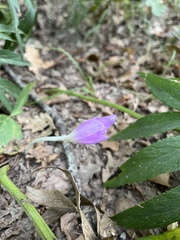 Colchicum lusitanum