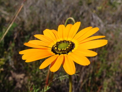 Ursinia
