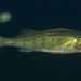 Yellow Perch - Photo (c) alex_shure, some rights reserved (CC BY-NC), uploaded by alex_shure