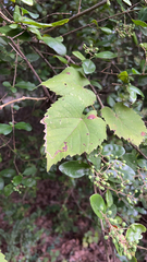 Vitis cinerea