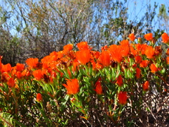 Lampranthus glaucoides