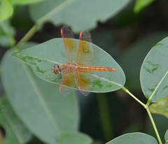 Brachythemis contaminata