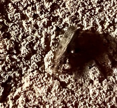 Ctenoplusia oxygramma