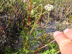 Ursinia