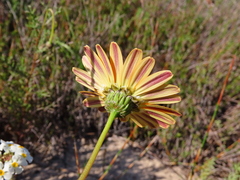 Ursinia
