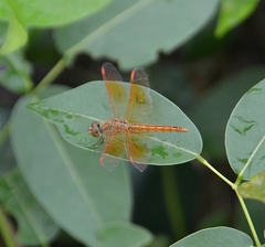 Brachythemis contaminata
