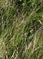 Eleocharis macrostachya