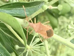 Gonocerus acuteangulatus