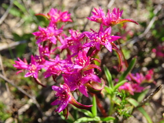 Aizoon paniculatum