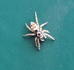 Salticus scenicus