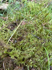 Pleurozium schreberi