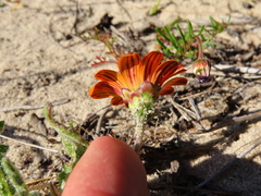 Arctotis breviscapa