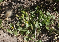 Halerpestes cymbalaria