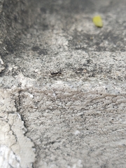 Dorymyrmex antillanus