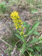 Solidago puberula