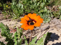 Arctotis breviscapa