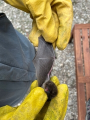 Pipistrellus kuhlii
