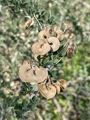Medicago arborea