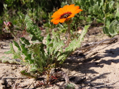 Arctotis breviscapa