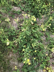 Oenothera glazioviana