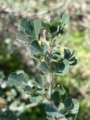 Medicago arborea
