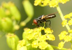 Chrysogaster solstitialis