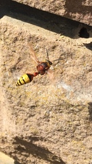 Delta unguiculatum