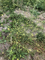 Oenothera glazioviana