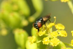 Chrysogaster solstitialis