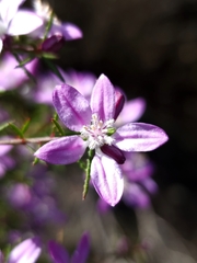 Philotheca reichenbachii