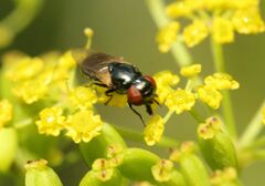 Chrysogaster solstitialis