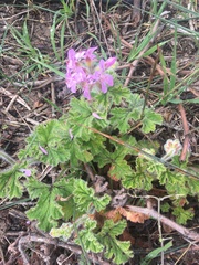 Pelargonium capitatum