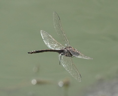 Anax papuensis
