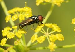 Chrysogaster solstitialis