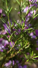 Philotheca reichenbachii