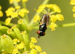 Chrysogaster solstitialis
