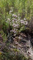 Philotheca reichenbachii